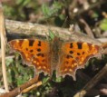 /album/my-local-birding-gallery/comma-butterfly-out-in-force-this-morning-jpg/